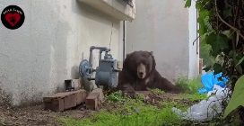 L'orso nero che viveva sotto una casa in California