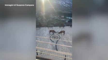 I cervi lottano in piazza a Barrea