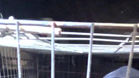 Traffico di animali dall'Est Europa, il furgone fermato a Verona