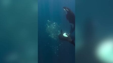 L'orca colpisce un pesce luna e lo fa esplodere in mille pezzi