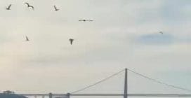 Coyote arrivato a nuoto ad Alcatraz