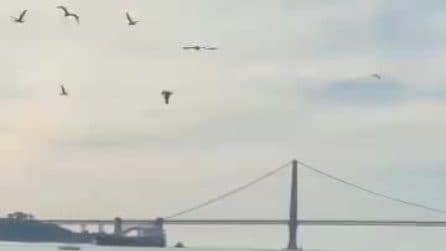 Coyote arrivato a nuoto ad Alcatraz