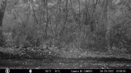 Il miagolio del giaguaro