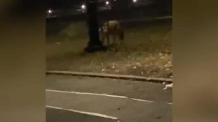 Rettangolare coyote2