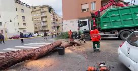 Crolli di alberi a Roma per il maltempo: auto distrutte in diversi quartieri
