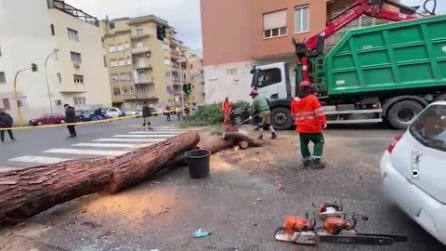 Crolli di alberi a Roma per il maltempo: auto distrutte in diversi quartieri