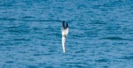 Le sule si tuffano come frecce nel mare del Circeo: le immagini spettacolari