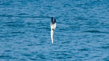 Le sule si tuffano come frecce nel mare del Circeo: le immagini spettacolari