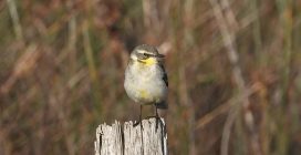 La rarissima cutrettola di Bering al Parco Nazionale del Circeo: le bellissime immagini