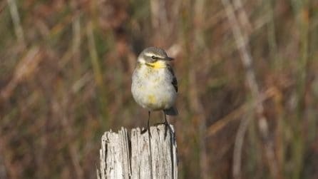La rarissima cutrettola di Bering al Parco Nazionale del Circeo: le bellissime immagini