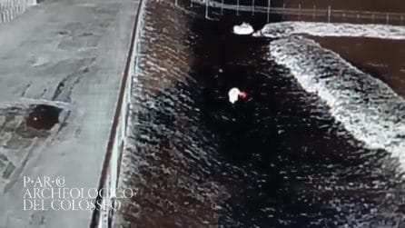 Il video della volpe del Colosseo: "Sei anni che ci sfugge, finalmente la vediamo"