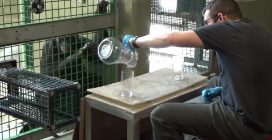 Il bonobo Kanzi e il tè immaginario