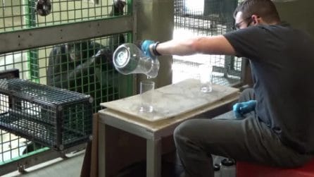 Il bonobo Kanzi e il tè immaginario