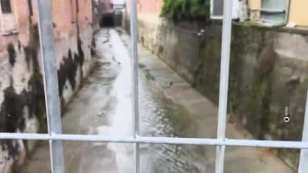 Nizza Monferrato, trovato nel rio il corpo di una ragazza di 17 anni