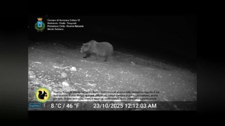 Orso marsicano avvistato sul Monte Salviano