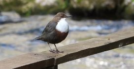 I tuffi del merlo acquaiolo, l'uccello che sfida i fiumi rapidi e gelati per catturare le prede