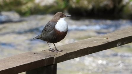 I tuffi del merlo acquaiolo, l'uccello che sfida i fiumi rapidi e gelati per catturare le prede