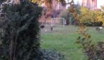 Cinghiali "giocano" a pallone in un campetto a Roma