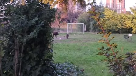 Cinghiali "giocano" a pallone in un campetto a Roma