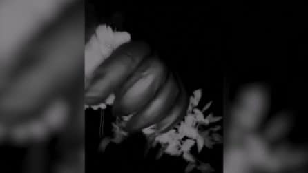 Scomparsa Nancy Guthrie, le autorità diffondono video di un uomo sospettato del rapimento