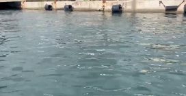 La balenottera comune nel porto di Napoli