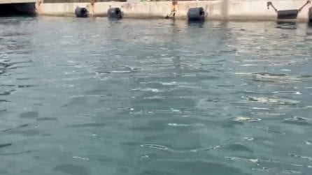 La balenottera comune nel porto di Napoli