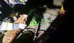 Cane salvato dai Vigili del Fuoco a Sesto Fiorentino
