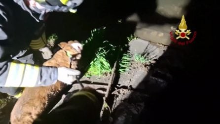 Cane salvato dai Vigili del Fuoco a Sesto Fiorentino