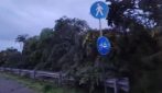 Tromba d'aria nel Brindisino: ingenti danni per alberi e muri abbattuti