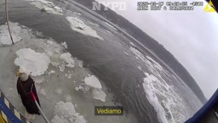 Aquila di mare testabianca salvata dalla Polizia