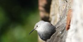 Le immagini della "farfalla delle rocce", il bellissimo e raro picchio muraiolo