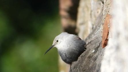Le immagini della "farfalla delle rocce", il bellissimo e raro picchio muraiolo