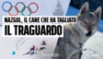 Nazgul, il cane simbolo delle Olimpiadi. I proprietari: "Quando lo abbiamo visto è salito il panico"