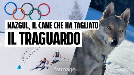 Nazgul, il cane simbolo delle Olimpiadi. I proprietari: "Quando lo abbiamo visto è salito il panico"