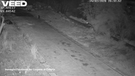 Cane "abbandona" rifiuti in strada