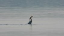 Pesce troppo grande per il cormorano: le immagini della predazione estrema al Parco Nazionale del Circeo