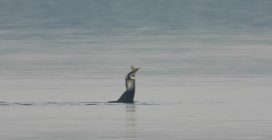 Pesce troppo grande per il cormorano: le immagini della predazione estrema al Parco Nazionale del Circeo