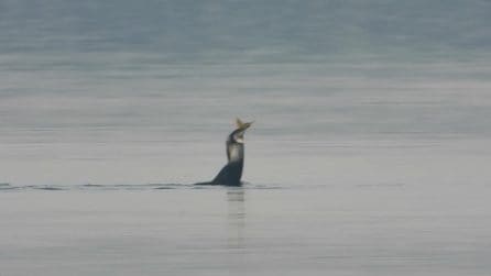 Pesce troppo grande per il cormorano: le immagini della predazione estrema al Parco Nazionale del Circeo