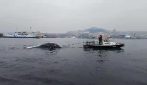 La balenottera morta nel golfo di Napoli
