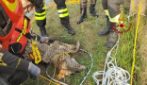 Lupo cade nel canale: salvato dai Vigili del Fuoco