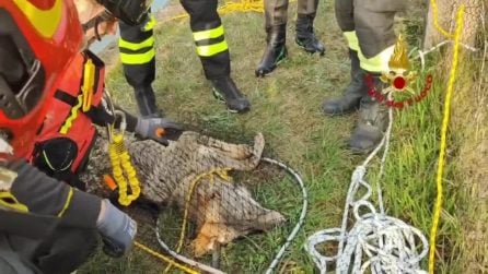 Lupo cade nel canale: salvato dai Vigili del Fuoco