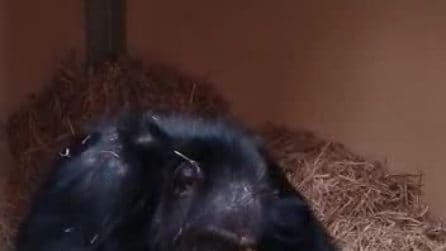 Uno scimpanzé osserva incuriosito un grosso cristallo