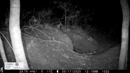 La tana di un lupacchiotto