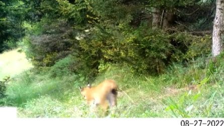 Lince avvistata in Val d'Ossola