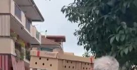 I pulcini recuperati dalla Regione Campania