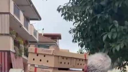 I pulcini recuperati dalla Regione Campania