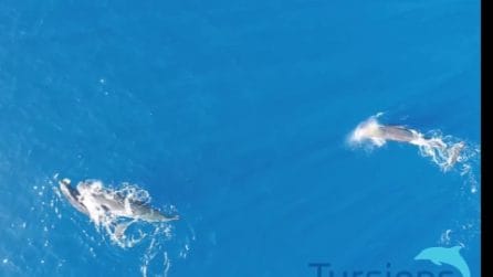 I capodogli si prendono a testate: il comportamento documentato per la prima volta