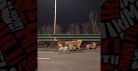 Sette cani rapiti in Cina fuggono percorrendo 17 km