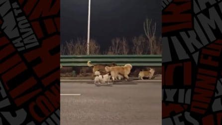 Sette cani rapiti in Cina fuggono percorrendo 17 km