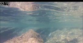 La strategia di caccia subacquea del marangone dal ciuffo